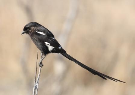 Magpie_Shrike13140.JPG