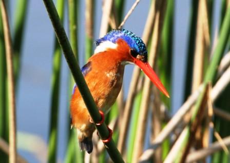 Malachite_Kingfisher14057.JPG