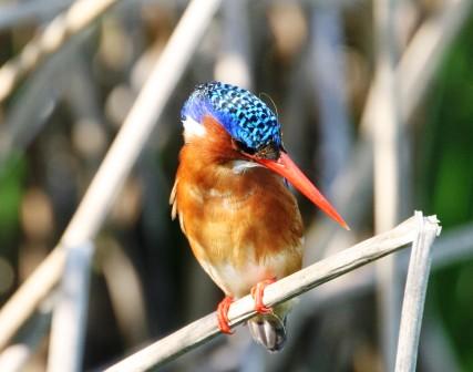 Malachite_Kingfisher_114195.JPG