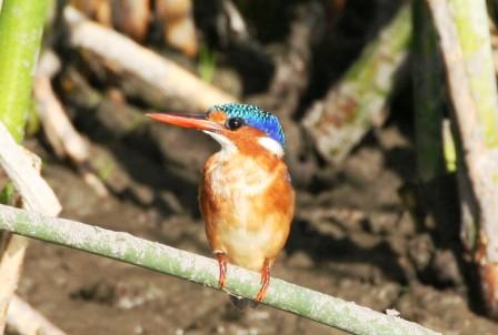 Malachite_Kingfisher_314113.JPG