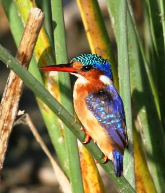 Malachite_Kingfisher_413915.JPG