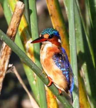 Malachite_Kingfisher_513140.JPG