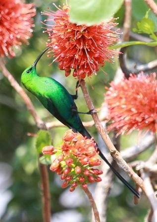 Malachite_Sunbird13140.JPG