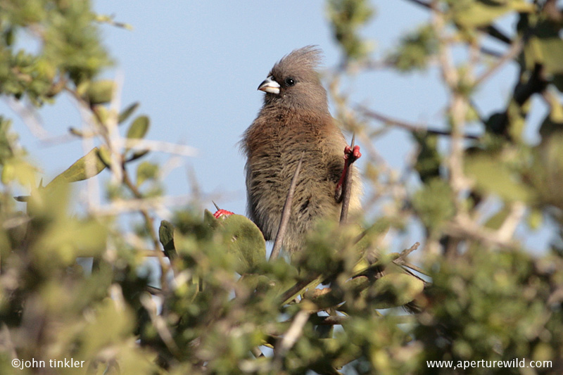 Mousebird_Whitebacked_14195.jpg