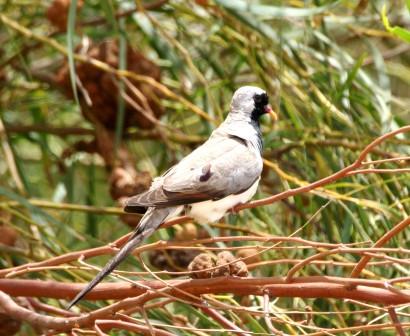 Namaqua_Dove13907.JPG