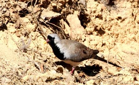 Namaqua_Dove_113140.JPG