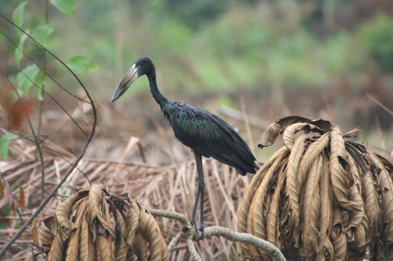 Openbilled_Stork_113901.JPG