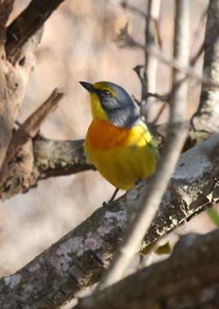 Orangebreasted_BushShrike13140.JPG