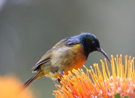 Orangebreasted_Sunbird_213901.JPG