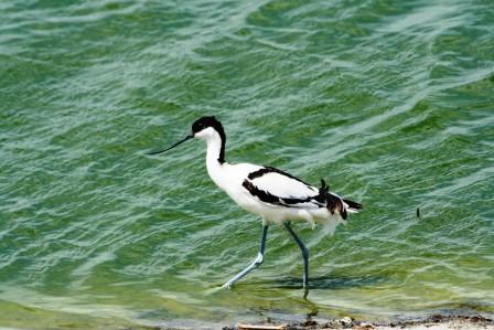 Pied_Avocet13901.JPG