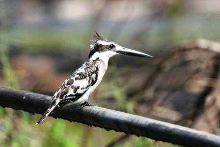 Pied_Kingfisher13915.JPG