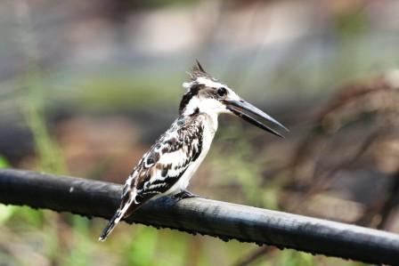 Pied_Kingfisher_113140.JPG