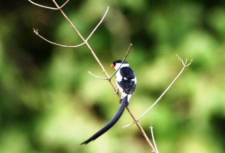 Pintailed_Whydah13915.JPG