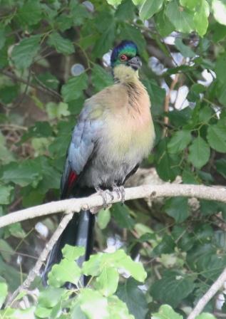 Purplecrested_Turaco13140.JPG