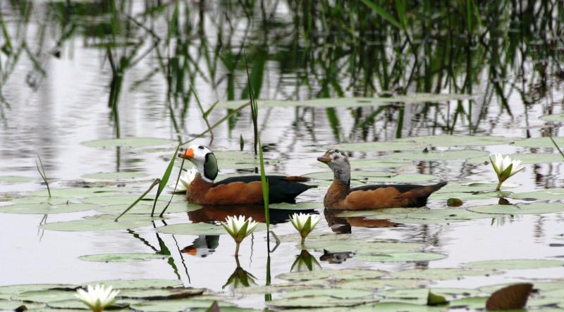 Pygmy_Geese13140.JPG