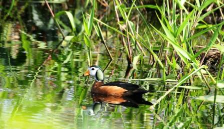 Pygmy_Geese_114116.JPG