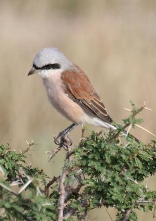 Redbacked_Shrike13140.JPG