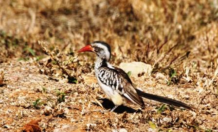 Redbilled_Hornbill13140.JPG