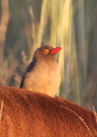 Redbilled_Oxpecker13140.JPG