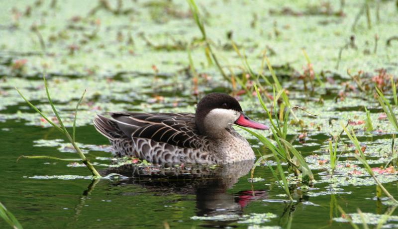 Redbilled_Teal13140.JPG