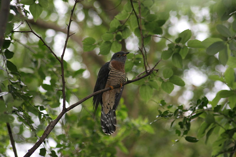 Redchested_Cuckoo14116.jpg