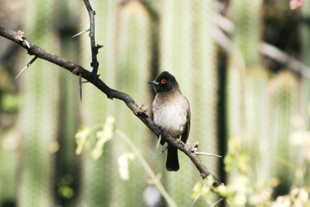 Redeyed_Bulbul13140.JPG