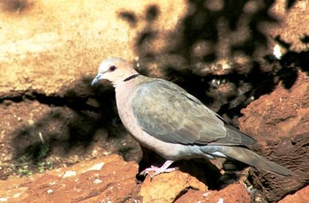 Redeyed_Dove14116.JPG