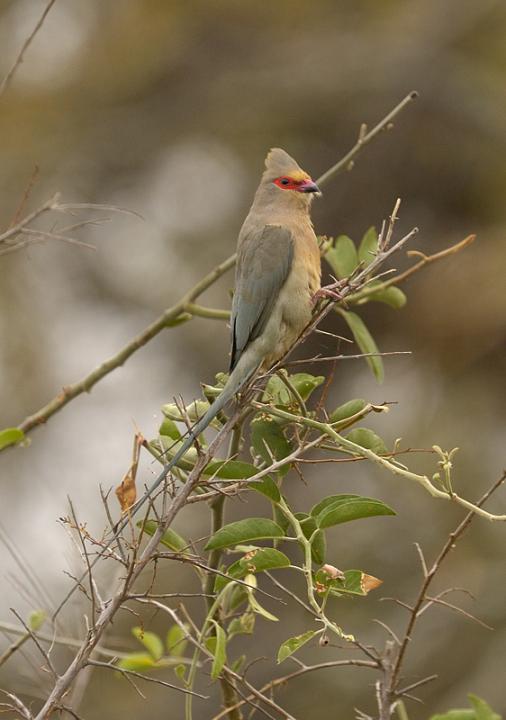 Redfaced_Mousebird_313140.jpg