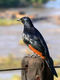 Redwinged_Starling_213140.jpg