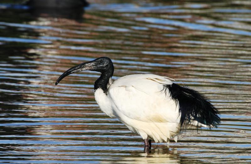 Sacred_Ibis13140.JPG