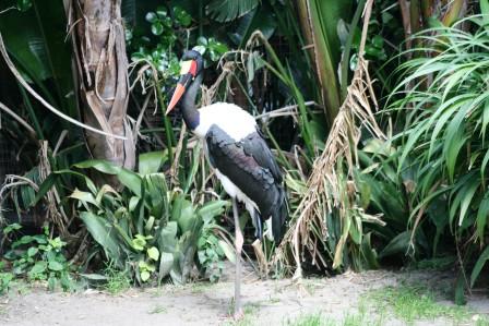 Saddlebilled_Stork14113.JPG