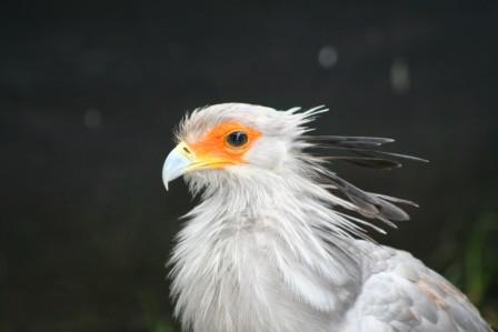 Secretarybird_113140.JPG