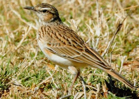 Shortclawed_lark113140.jpg