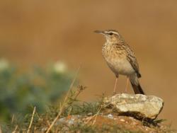 Shortclawed_lark214114.jpg