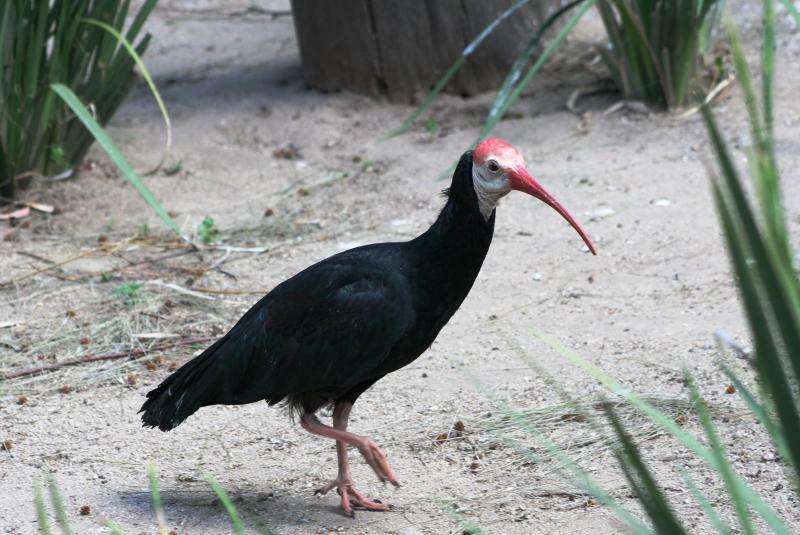 Southern_Bald_Ibis_113140.JPG