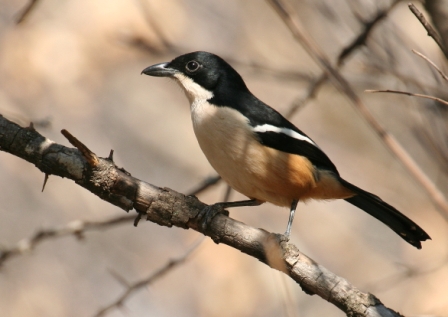 Southern_Boubou13140.JPG