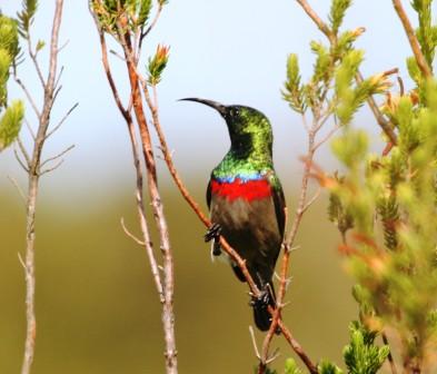 Southern_Double_Collared_Sunbird_113901.JPG