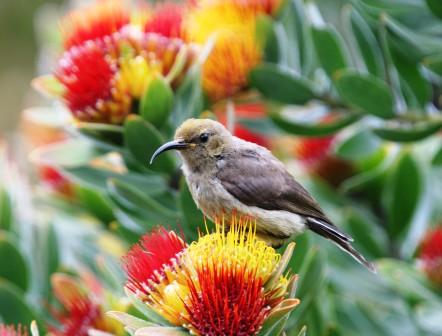 Southern_Doublecollared_Sunbird_114195.JPG