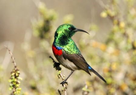 Southern_Doublecollared_Sunbird_413915.JPG