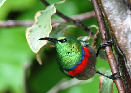 Southern_Doublecollared_Sunbird_613901.JPG