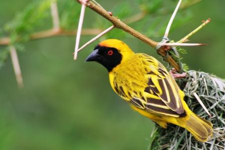 Southern_Masked_Weaver13915.JPG