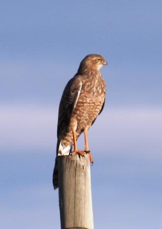 Southern_Pale_Chanting_Goshawk13140.JPG