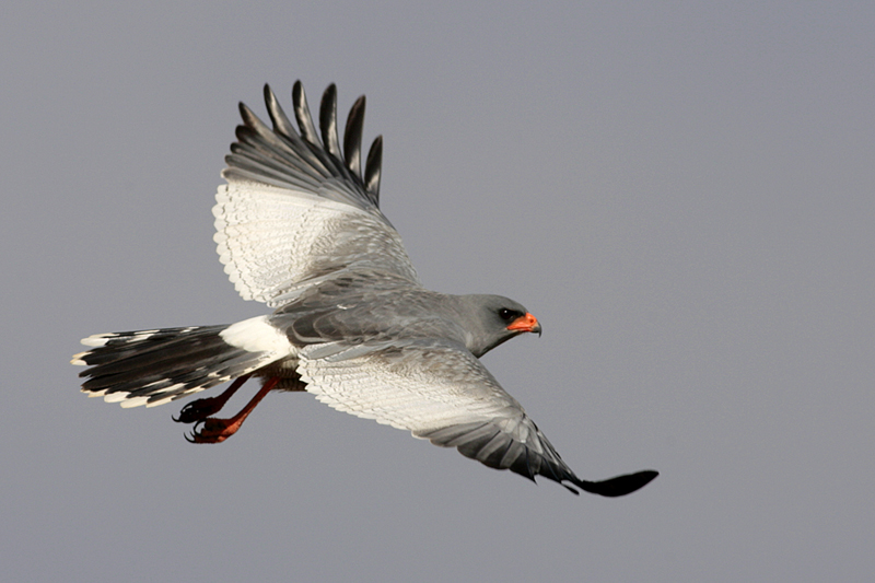 Southern_Pale_Chanting_Goshawk_113140.jpg