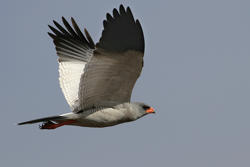 Southern_Pale_Chanting_Goshawk_214195.jpg