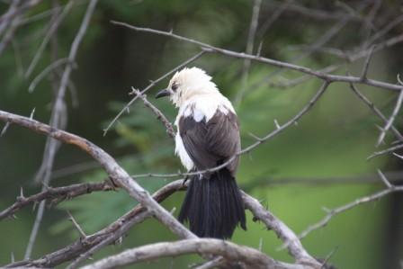 Southern_Pied_Babbler13140.JPG