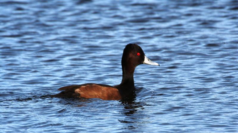 Southern_Pochard13140.JPG