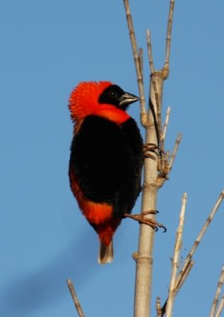 Southern_Red_Bishop14057.JPG