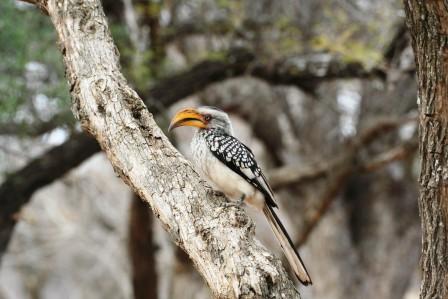 Southern_Yellowbilled_Hornbill13907.JPG