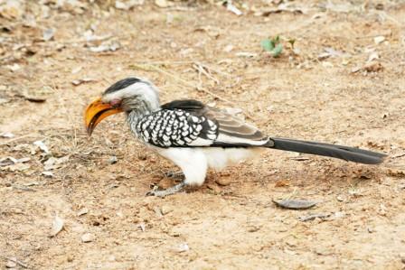 Southern_Yellowbilled_Hornbill_113140.JPG