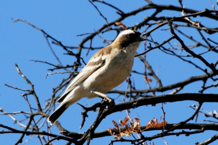 Sparrow_Weaver_a13140.jpg